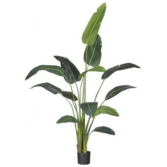 Kunstplant Strelitzia Groen - 230  cm hoog