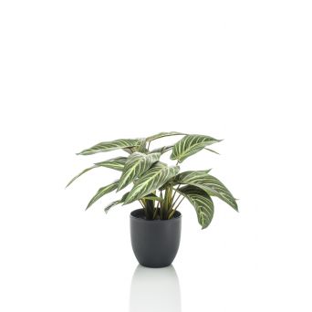 kunstplant Calathea Zebrina Groen - 38 cm hoog