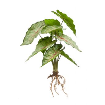 Kunstplant Caladium Groen - 35 cm hoog